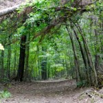 Trail canopy